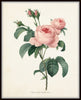 Redoute Roses Botanical Print Set No. 1 - Botanical Print Set