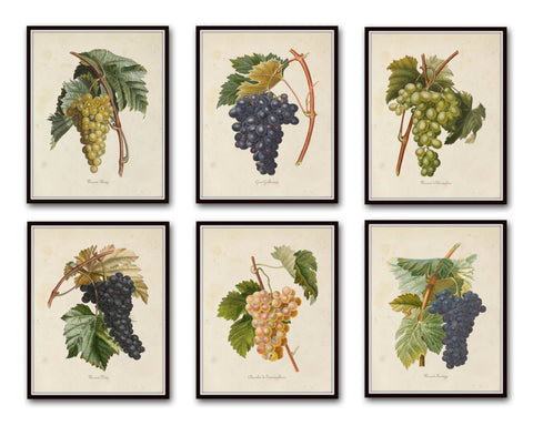 French Grapes Print Set 1
