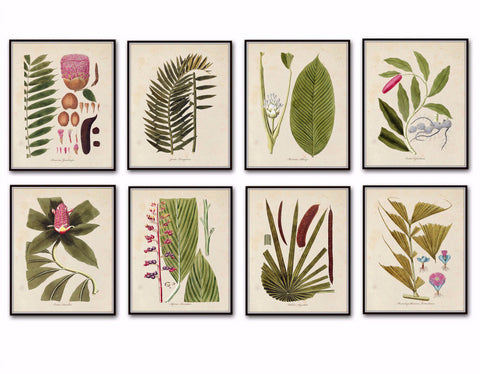 Fragmenta Botanical Print Set No. 5