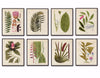 Fragmenta Botanical Print Set No. 5