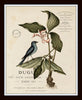 Vintage Bird and Botanical Print Set No.2 - Giclee Art Prints