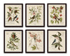 Vintage Bird and Botanical Print Set No.2 - Giclee Art Prints