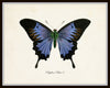 Papillon Butterfly Print Set No.12 - Vintage Butterfly Print Set