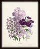 Les Fleurs Print Set No. 8 - Botanical Print Set