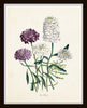 Les Fleurs Print Set No. 8 - Botanical Print Set