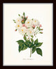 Redoute White Botanicals Floral Print Set No. 2