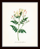 Redoute White Botanicals Floral Print Set No. 2