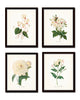 Redoute White Botanicals Floral Print Set No. 2