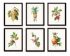 Antique Fruit Prints Set No. 2
