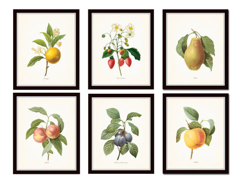 Antique Fruit Prints Set No. 3