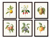 Antique Fruit Prints Set No. 3