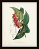 English Garden Botanical Print Set No. 7