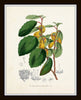 English Garden Botanical Print Set No. 7