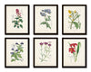 English Garden Botanical Print Set No. 5