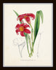 English Garden Botanical Print Set No. 5