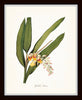 Tropical Botanicals Print Set No. 5