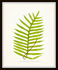 Vintage Ferns Botanical Print Set No. 3