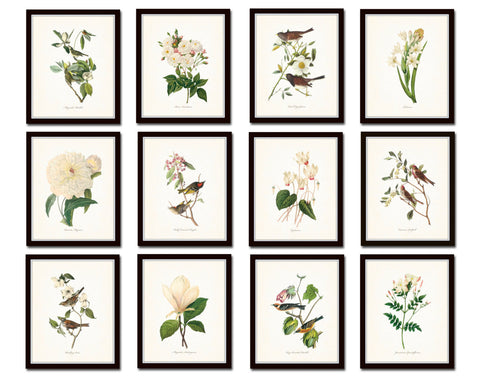 Bird and Botanical Print Set No. 10