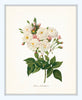 Bird and Botanical Print Set No. 10