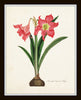 Amaryllis Botanical Print Set No. 2