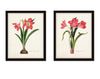 Amaryllis Botanical Print Set No. 2