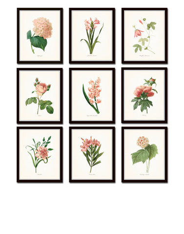 Pink Botanical Print Set No. 5 - Redoute Botanical Prints