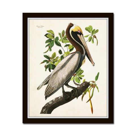 Vintage Audubon Brown Pelican Bird Print