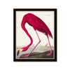 Vintage Audubon Pink Flamingo