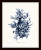 Blue Sea Coral Print Set No. 3