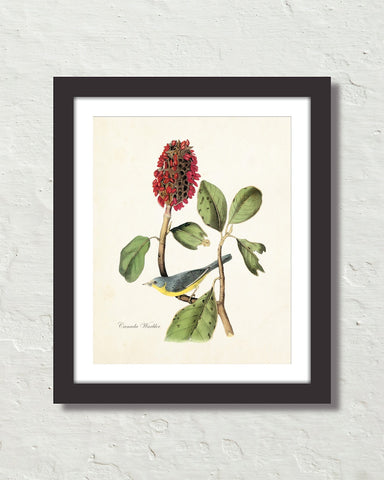 Vintage Audubon Canada Warbler Bird Art Print