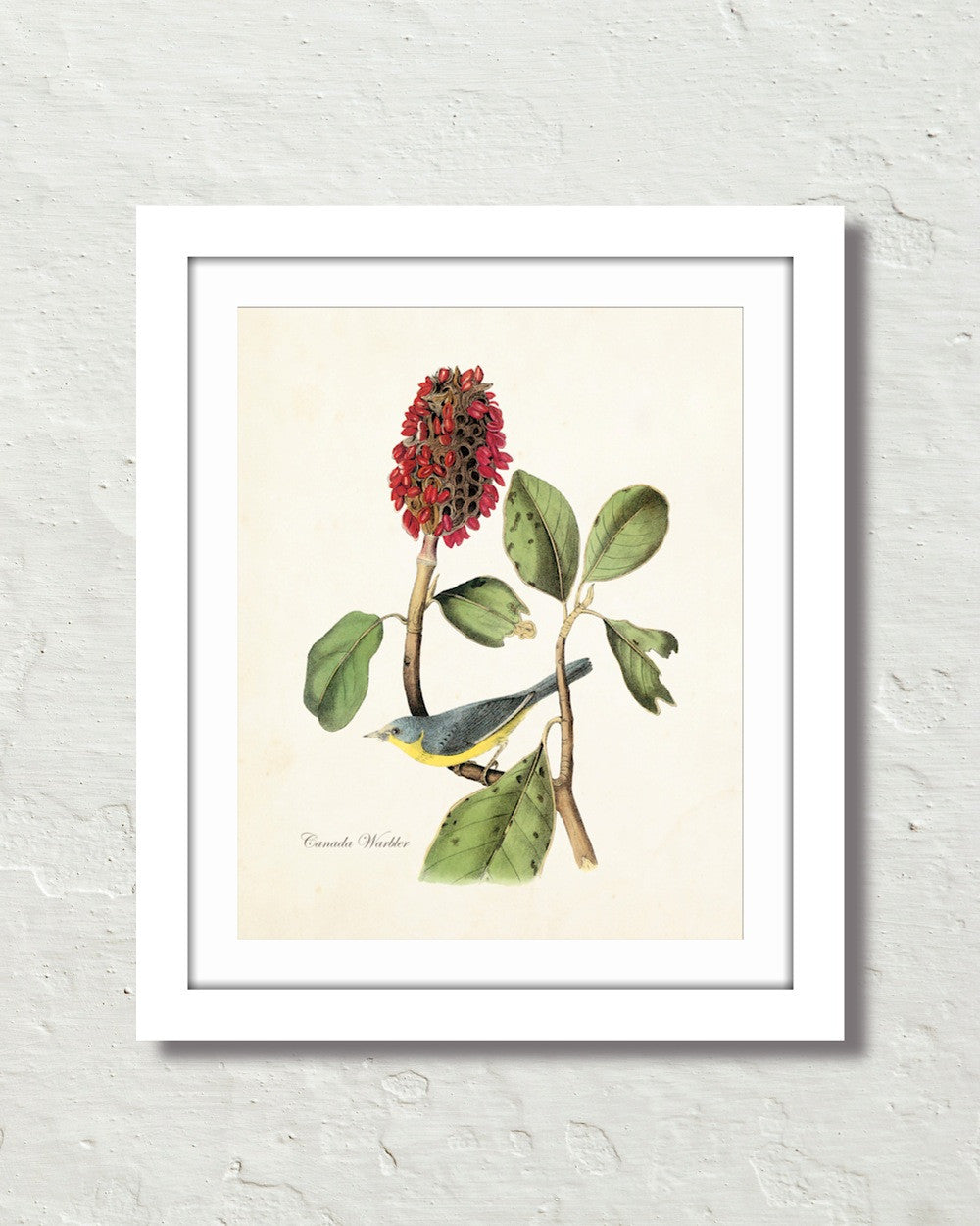 Vintage Audubon Canada Warbler Bird Art Print Belle Maison Art