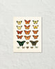 Vintage Butterfly Series Print No. 1