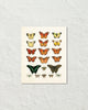Vintage Butterfly Series Print No. 1