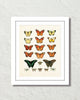 Vintage Butterfly Series Print No. 1