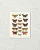 Vintage Butterfly Series Print No. 2