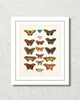 Vintage Butterfly Series Print No. 2
