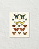 Vintage Butterfly Series Print No. 3