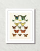 Vintage Butterfly Series Print No. 3