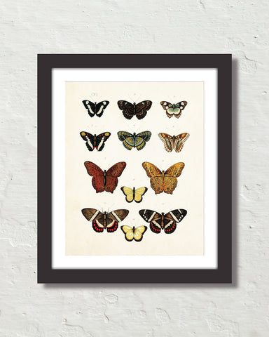 Vintage Butterfly Series Print No. 5