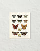 Vintage Butterfly Series Print No. 5