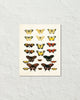 Vintage Butterfly Series Print No. 6
