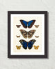 Vintage Butterfly Series Print No. 7