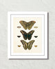 Vintage Butterfly Series Print No. 8