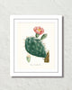 French Cactus Series No. 1 Botanical Art Print