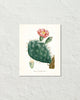 French Cactus Series No. 1 Botanical Art Print