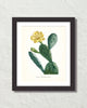 French Cactus Series No. 3 Botanical Art Print