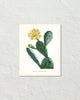 French Cactus Series No. 3 Botanical Art Print
