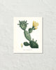 French Cactus Series No. 4 Botanical Art Print