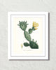 French Cactus Series No. 4 Botanical Art Print