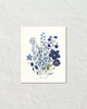 Fleurs De Jardin Plate 1 Botanical Art Print